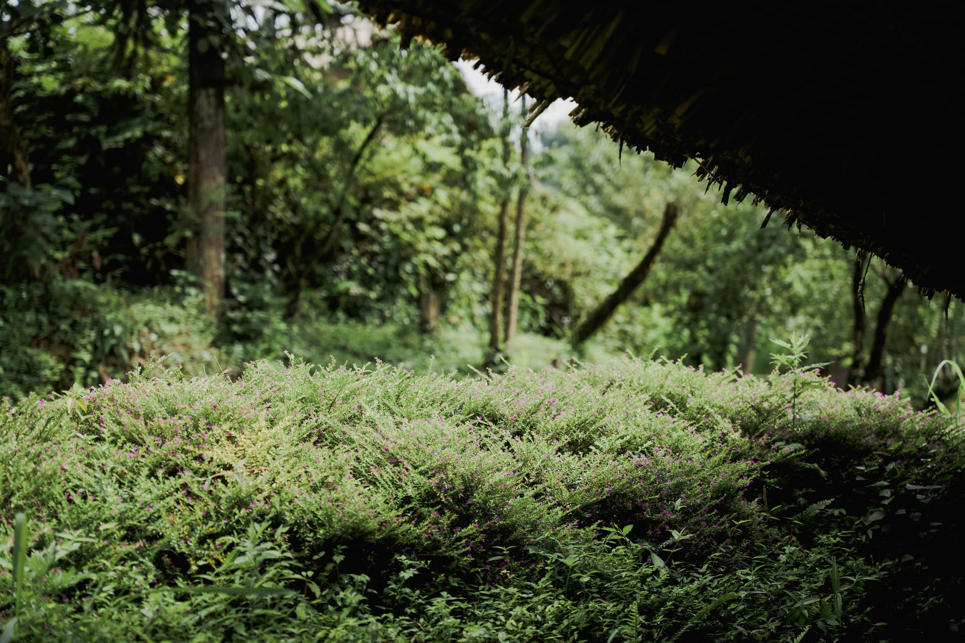 Chương trình trải nghiệm Giáng sinh và Tết dương 2026